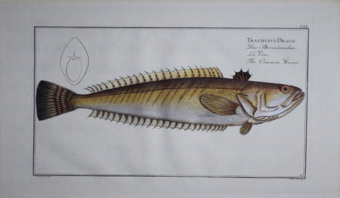 Marcus Elieser Bloch (1723-1799), Trachinus Draco