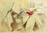 Edouard Traviès (1809-1876) Colibri Topage, Colibri Rubis Topage
