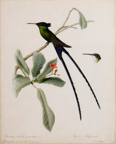 Edouard Travies (French, 1809-1865), Troch Polytmus (Red-billed streamertail) and Jatropha Acuminata