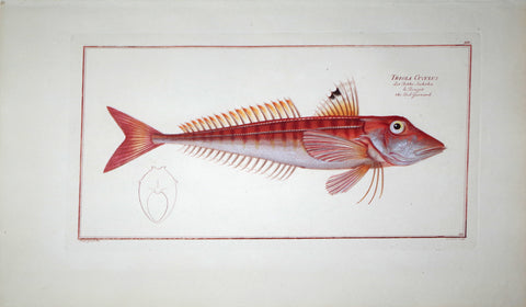 Marcus Elieser Bloch (1723-1799), Trigla Cuculus