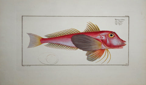 Marcus Elieser Bloch (1723-1799), Trigla Lyra (Piper), Pl CCCL