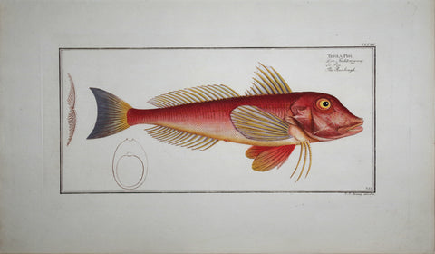 Marcus Elieser Bloch (1723-1799), Trigla Pini