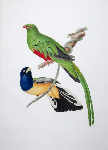 Jean Théodore Descourtilz (1796-1855), Trogon Pavoninus 16