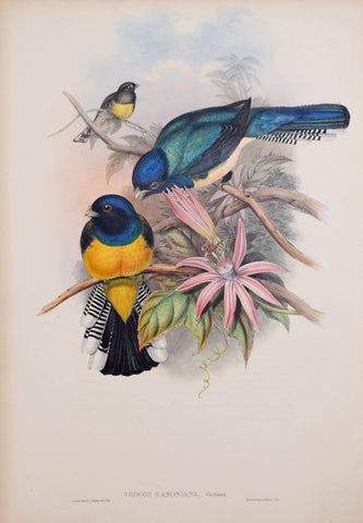 John Gould (1804-1881), Trogon Ramoniana, "Ramon de la Sagra's Trogon"