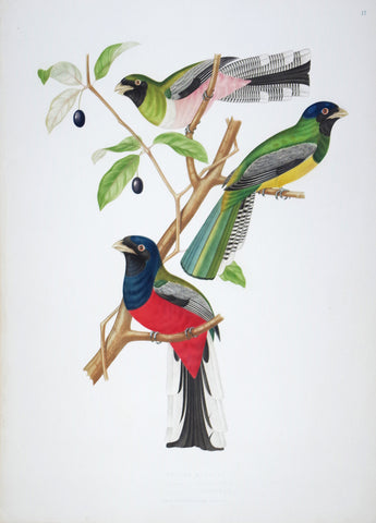 Jean Théodore Descourtilz (1796-1855), Trogon Rosalba 17