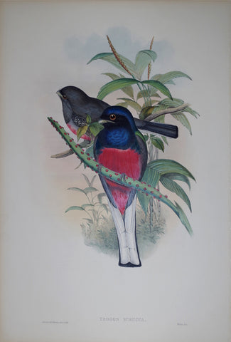 John Gould (1804-1881), Trogon Surucua