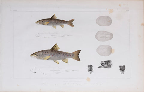 Louis Agassiz (1807-1873), Tab 3b, Salmo Fario (The Trout)