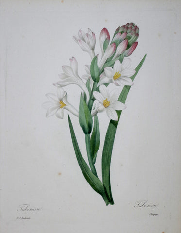 Pierre Joseph Redoute (1759-1840), Tubereuse