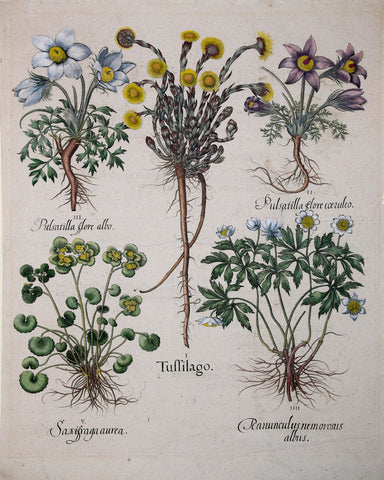 Basilius Besler (1561-1629), Tussilago