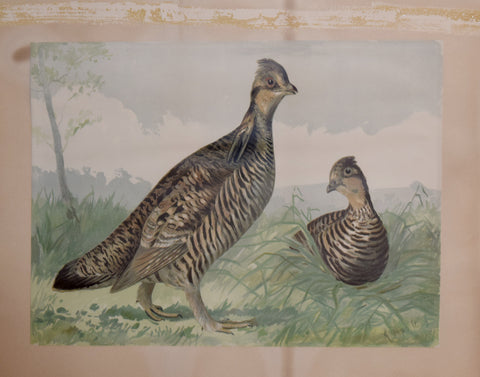 Alexander Pope, Jr. (1849-1924), Two Quail