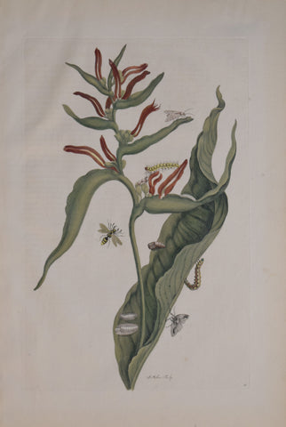 Maria Sibylla Merian (1647-1717), Plate 54