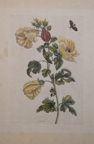 Maria Sibylla Merian (1647-1717), Plate 10