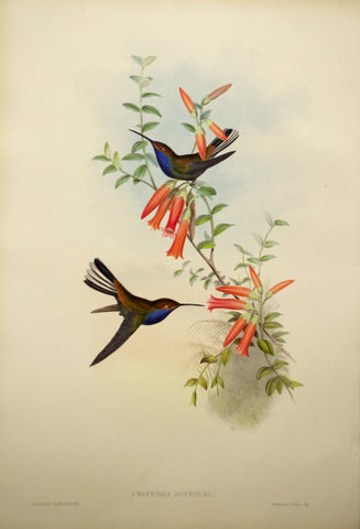 John Gould (1804-1881), Urochroa Bougueri