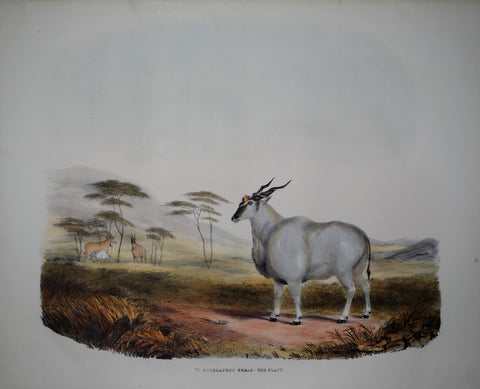 Captain W. Cornwallis Harris (1807-1848), Plate VI The Eland