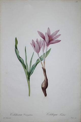 Pierre Joseph Redouté (1759-1840), Variegated Naked Ladies, Plate 238