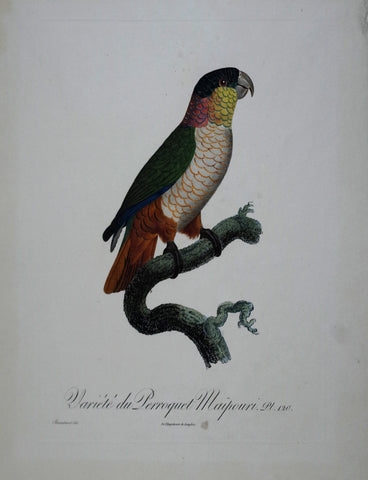 Jacques Barraband (1767-1809), Variete du Perroquet Maipouri Pt 120