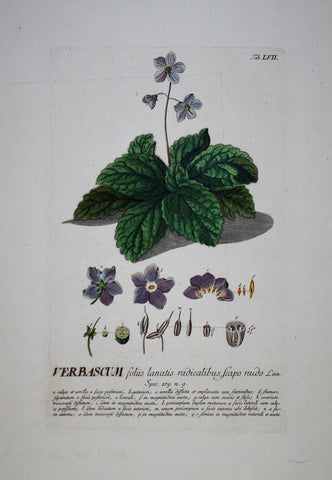 Georg Ehret (1708-1770), Verbascum tab LVII