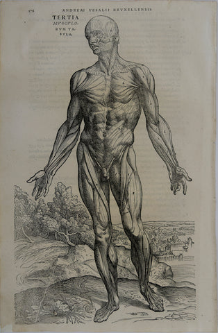 Andreas Vesalius (Flemish, 1514-1564), 178