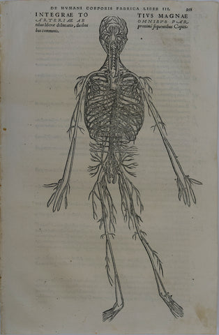 Andreas Vesalius (Flemish, 1514-1564), 395