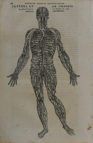 Andreas Vesalius (Flemish, 1514-1564), 268