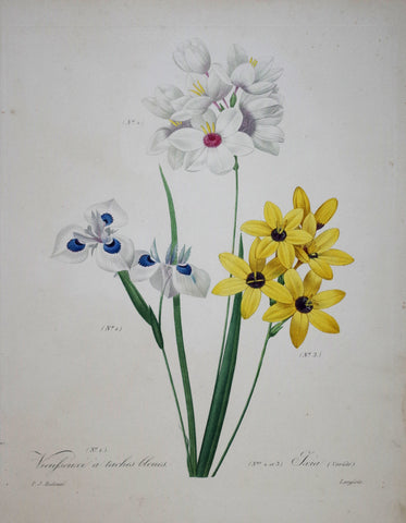 Pierre Joseph Redoute (1759-1840), Vieusseuxi a taches bleues