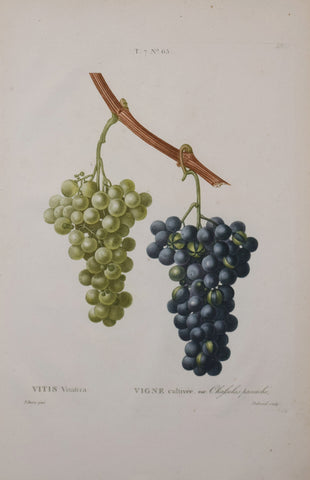 Pancrace Bessa (1772-1835), after, Vigne cultivee Chasseslas panache