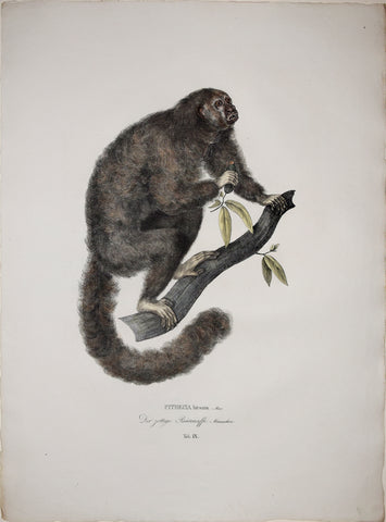 Johann Baptist von Spix (1781-1826), author, Plate IX, Pithecia hirsuta (The Hairy Saki)