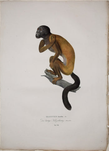 Johann Baptist von Spix (1781-1826), author, Plate VII, Brachyurus Israelita (The Red Backed Bearded Saki)