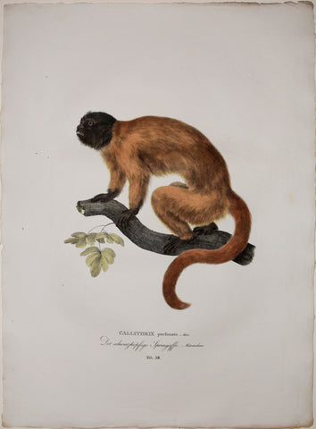 Johann Baptist von Spix (1781-1826), author, Plate XII, Callithrix personata (Atlantic or Masked Titi)