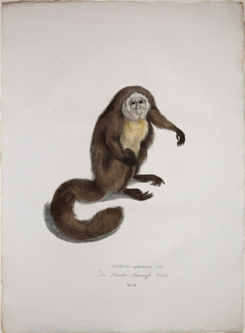 Johann Baptist von Spix (1781-1826), author, Plate XI, Pithecia capillamentosa (The White Headed or Faced Saki)