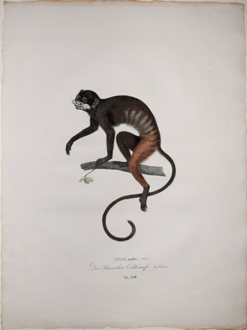 Johann Baptist von Spix (1781-1826), author, Plate XXII, Midas Mystax (The Mustached Tamarin)