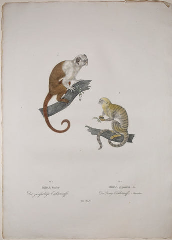 Johann Baptist von Spix (1781-1826), author, Plate XXIV, Right: Midas Bicolor (The Pied Tamarin) and Left: Midas pygmaeus (The Pygmy Marmoset)