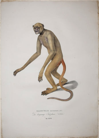Johann Baptist von Spix (1781-1826), author, Plate XXVII, Brachyteles macrotarsus (The Yellow Handed Howler)