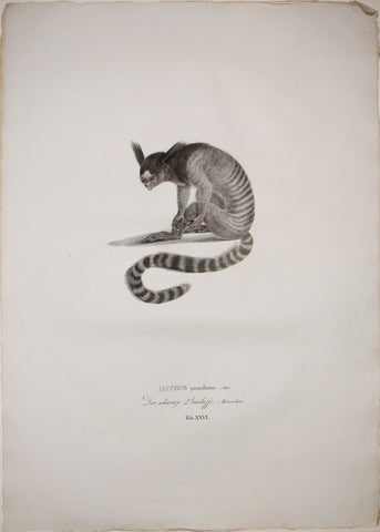 Johann Baptist von Spix (1781-1826), author, Plate XXVI, Iacchus penicillatus (The Black-Tufted Marmoset)