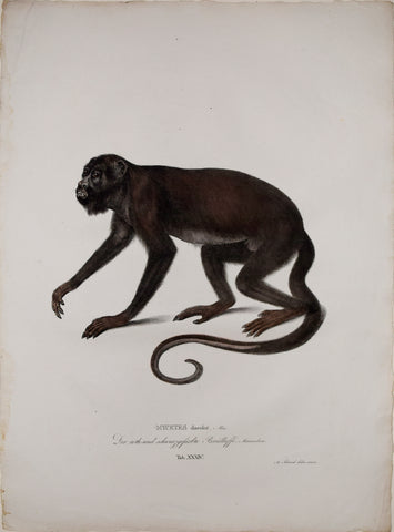 Johann Baptist von Spix (1781-1826), author, Plate XXXIV, Mycetes discolor (The Red Handed Howler)