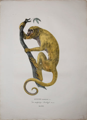 Johann Baptist von Spix (1781-1826), author, Plate XXXI, Mycetes stramineus (The Venezuelan Red Howler)