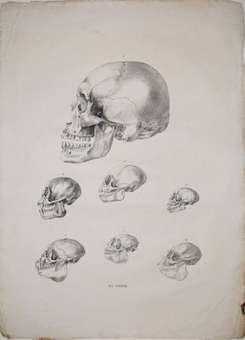 Johann Baptist von Spix (1781-1826), author, Plate XXXVII, [Various Skulls of Monkeys]