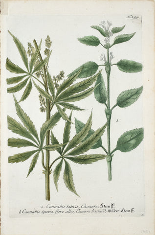 Johann Wilhelm Weinmann (died 1741), N 299 Cannabis Sativa