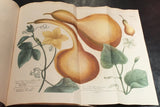 Johann Wilhelm Weinmann (died 1741) - Georg Dionysius Ehret (1708-1770) - DIETRICHS, J.G.N. - DIETRICHS L.M. - BIELER, A.K. Phytanthoza iconographia; sive Conspectus aliquot millium...