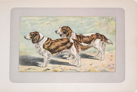 P. Mahler & J.B. Samat, Welsh Spaniel