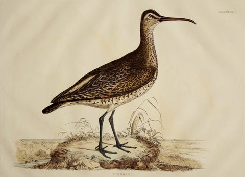 Prideaux John Selby (1788-1867), Whimbrel Plt XIV