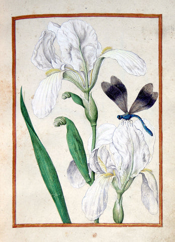 Jacques le Moyne de Morgues (French, ca. 1533-1588), White Iris and dragonfly