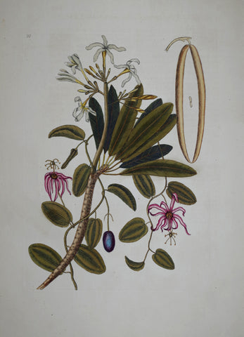 Mark Catesby (1683-1749), White Frangipanni P93