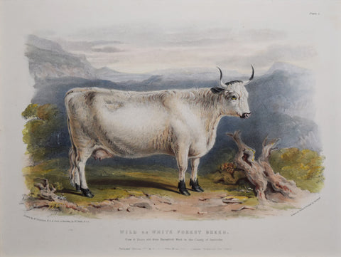 David Low (1786-1859), The Wild or White Forest Breed