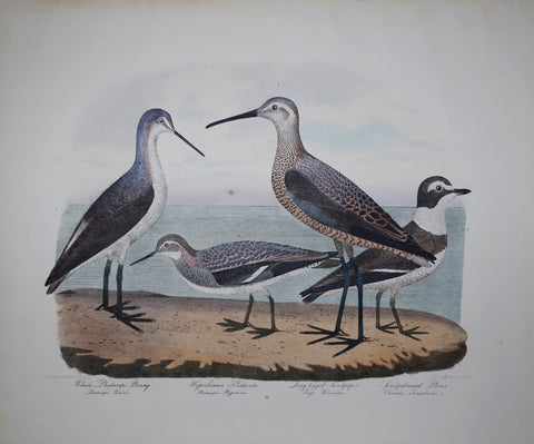 Alexander Wilson (1766-1813), Wilson's Phalarope Young