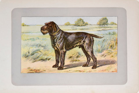 P. Mahler & J.B. Samat, Wirehaired Pointing Griffon
