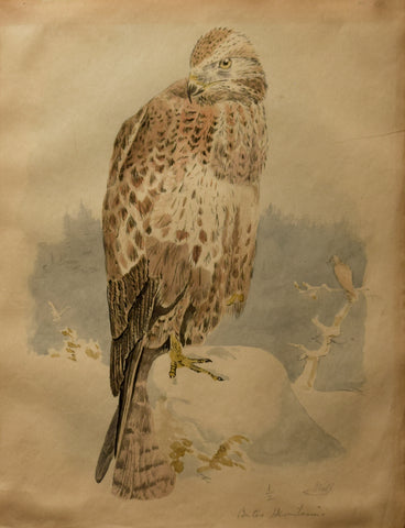 Josef Wolf (German, 1820-1899), Buteo Hemilasius (Upland Buzzard)