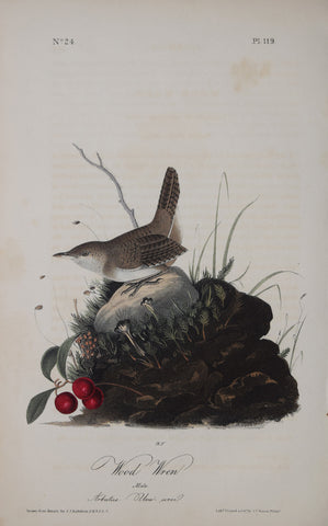 John James Audubon (American, 1785-1851), Pl 119 - Wood Wren