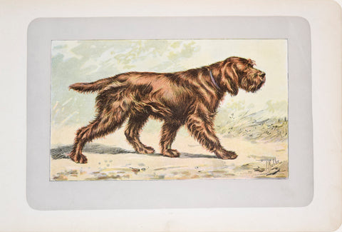 P. Mahler & J.B. Samat, Woolyhaired Griffon