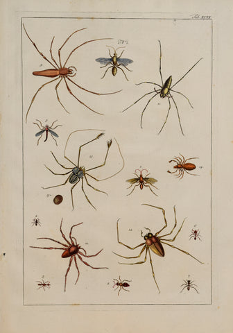 Albertus Seba (1665-1736)  Tab XCIX  [Insects]